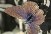 Saltbush Blue (Theclinesthes serpentata)